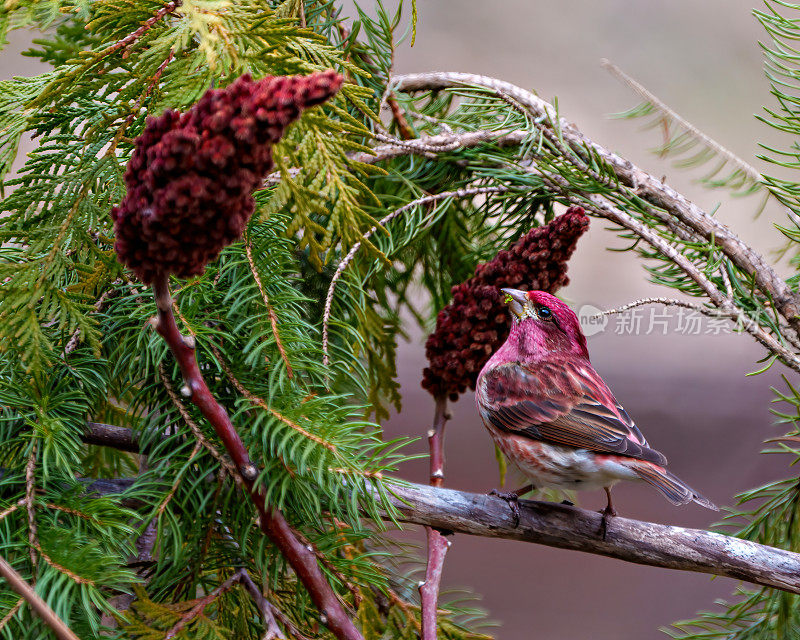 紫雀图片。雄性特写侧视图，栖息在红色鹿角漆树和显示红色羽毛与模糊的背景在其环境。芬奇的画面。