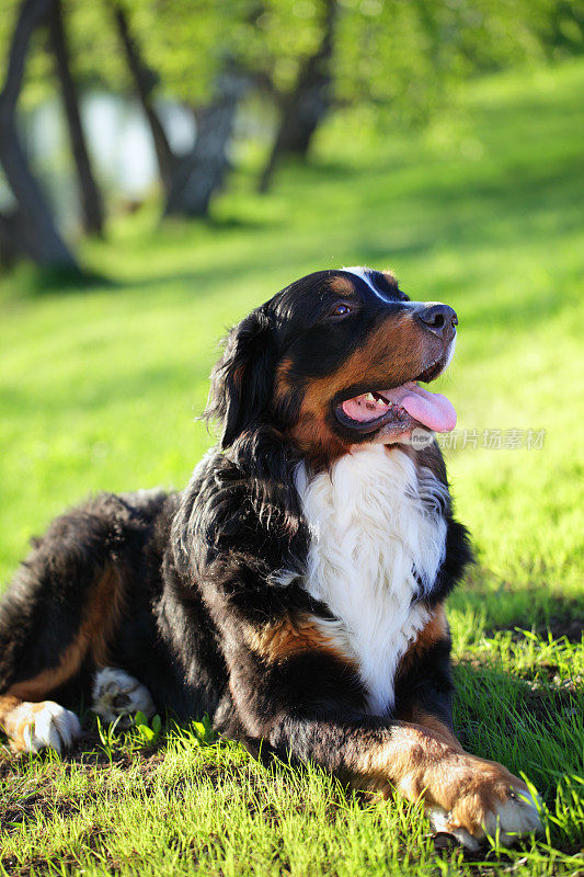 伯尔尼兹山犬