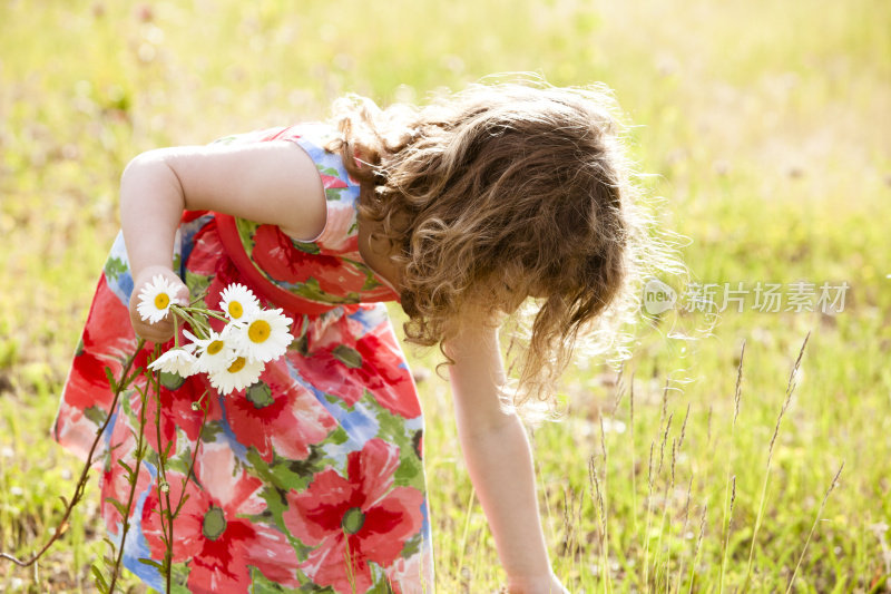 美丽的女孩在田野里采花。