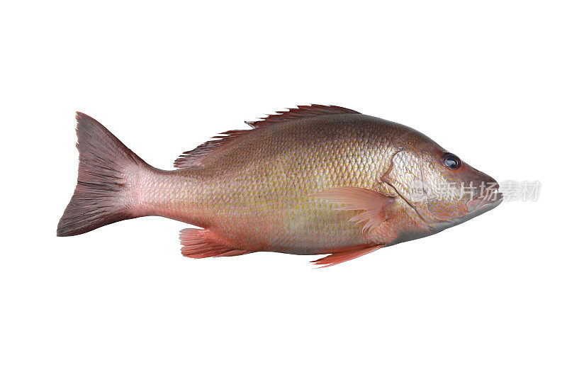 新鲜的红鲷鱼或鹿角鱼孤立在一个