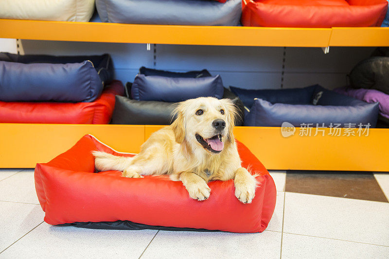可爱的金毛猎犬在宠物店休息
