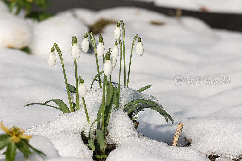 花莲，冬天的雪花莲