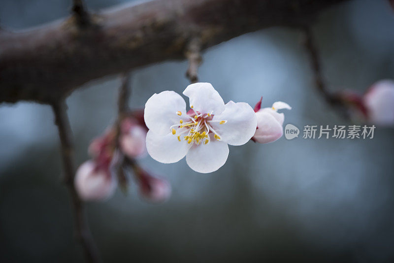 樱花樱花