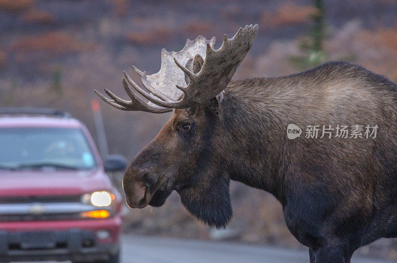 阿拉斯加公驼鹿近距离靠近汽车在德纳里