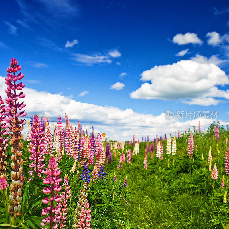 Lupins和美丽的天空