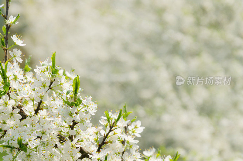 黑刺李花朵