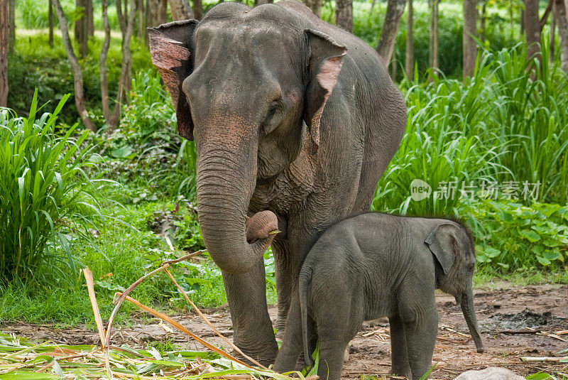 小泰国象和妈妈在一起