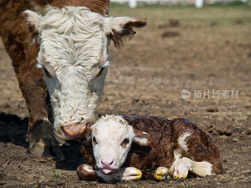 母牛和新生牛犊