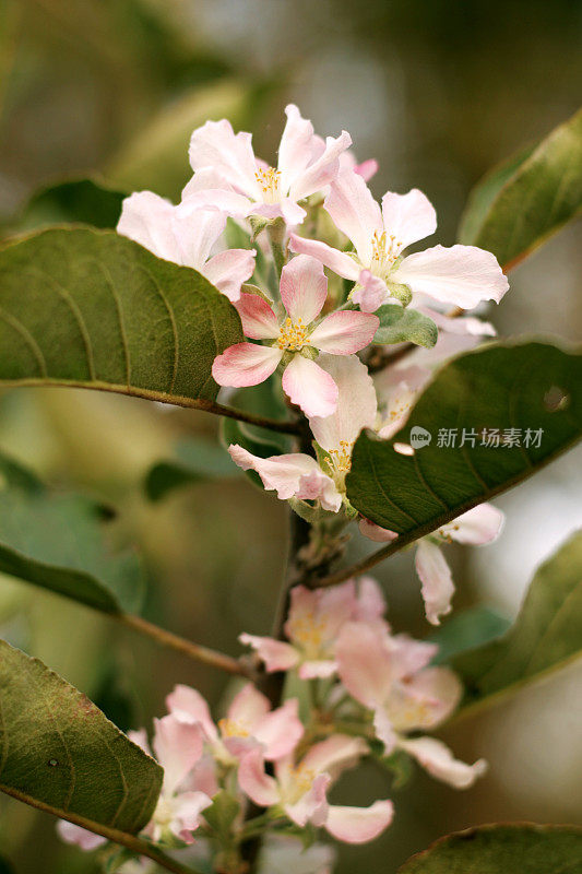 苹果的花