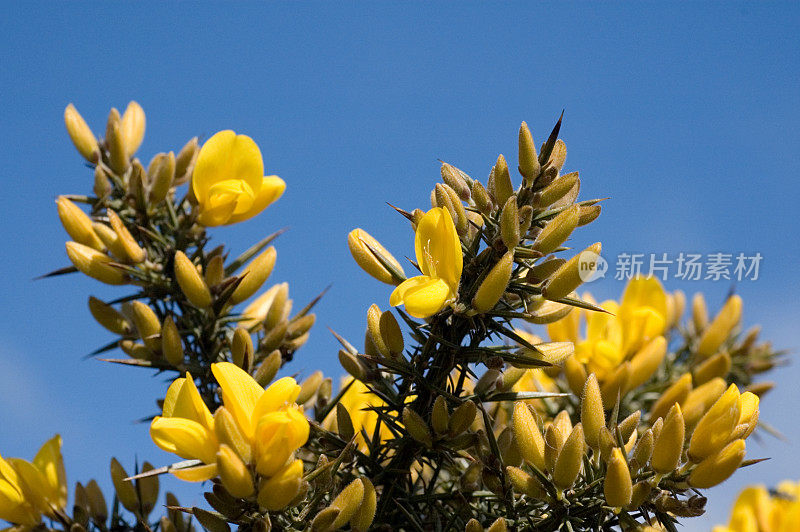 金雀花的特写镜头