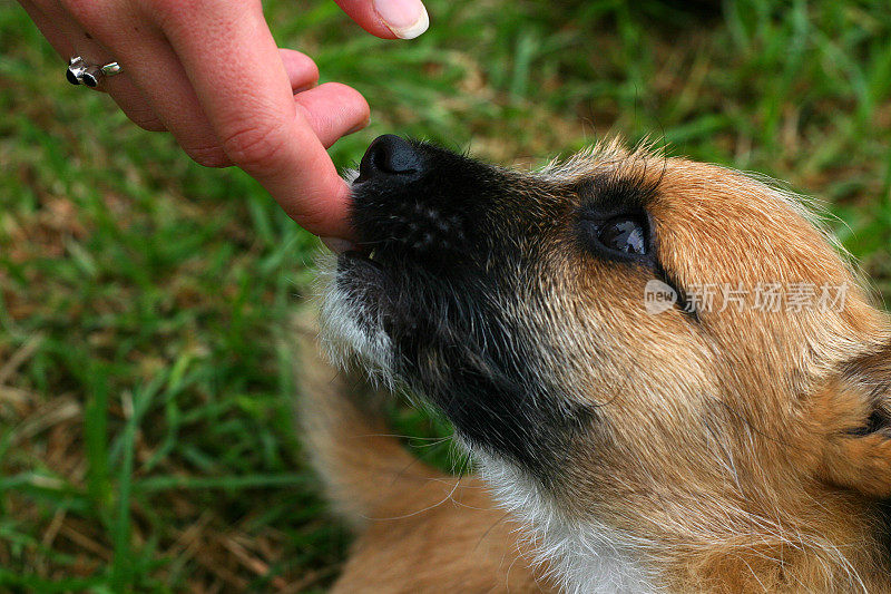 澳大利亚犬小狗