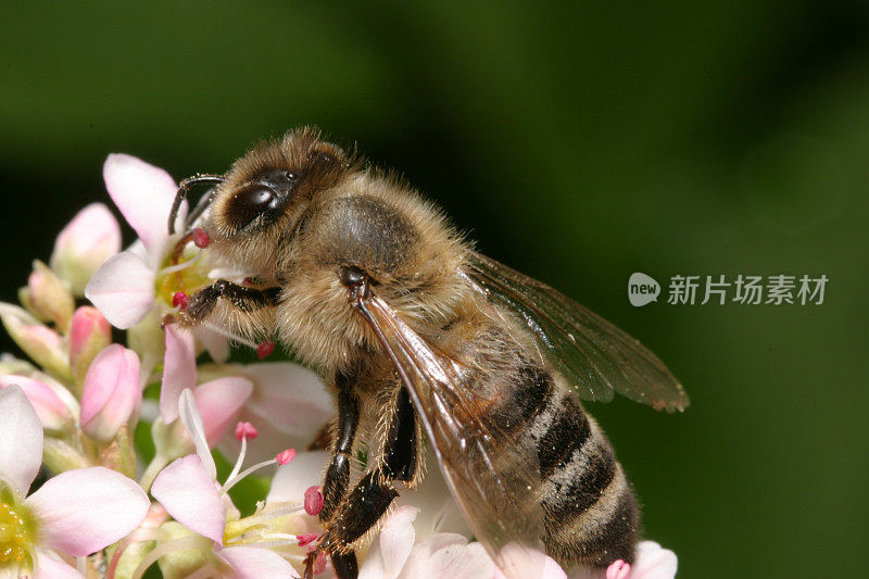 蜜蜂在工作