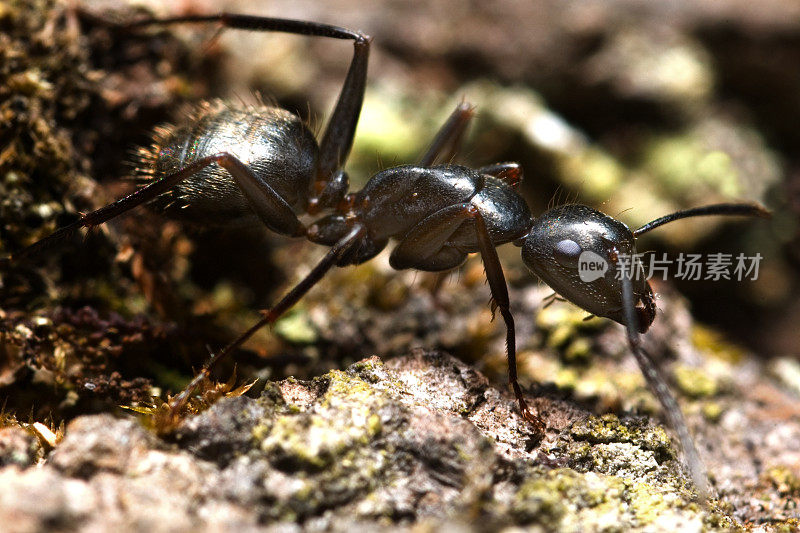 忙碌的蚂蚁