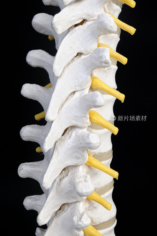 人类的脊椎