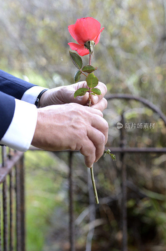 老人的手与玫瑰在墓地