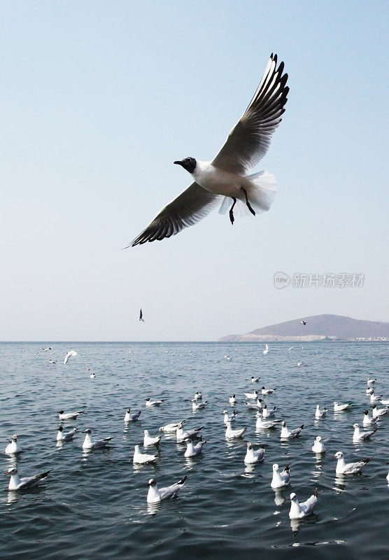 海鸥