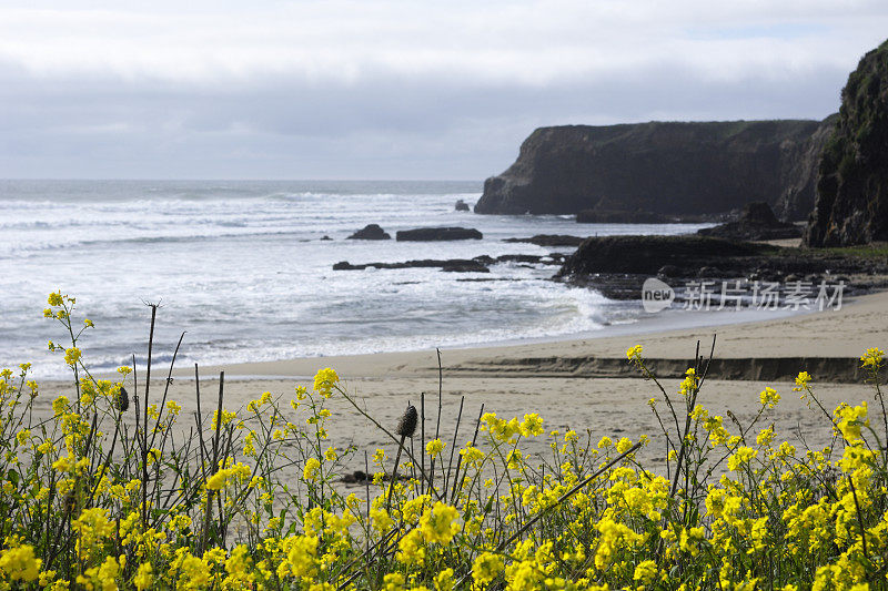 加州洛基海岸的黄色野花