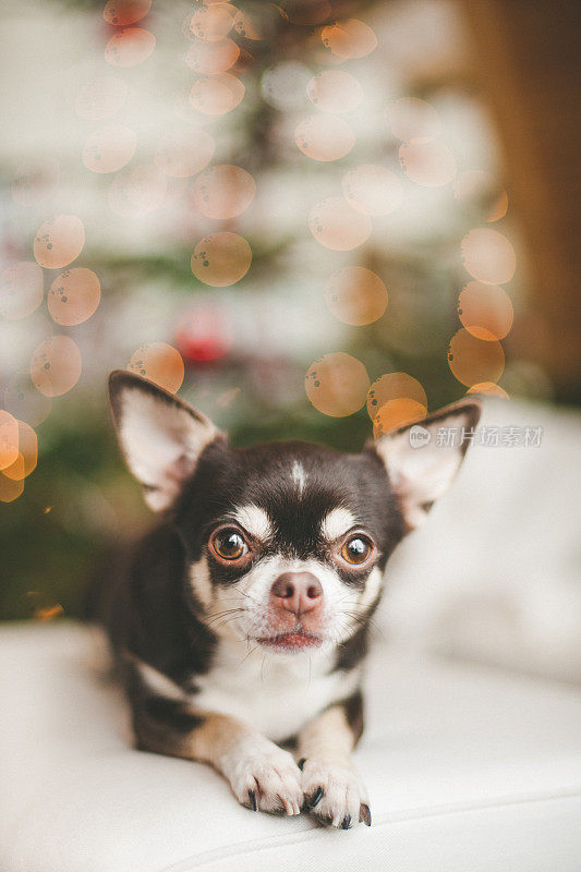 可爱的吉娃娃狗在圣诞树前