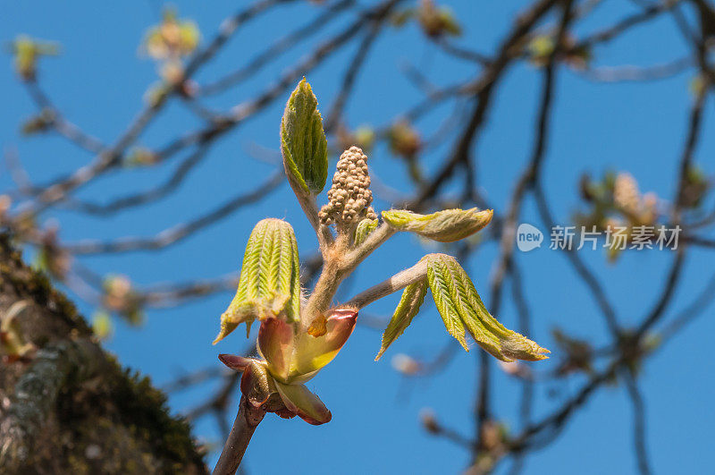 栗子芽