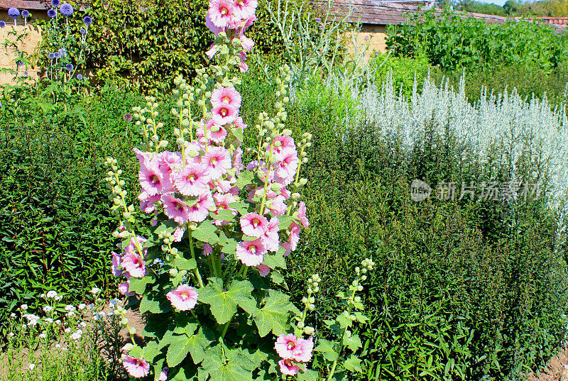 小屋花园的花与草本植物，蜀葵，米迦勒雏菊的边界