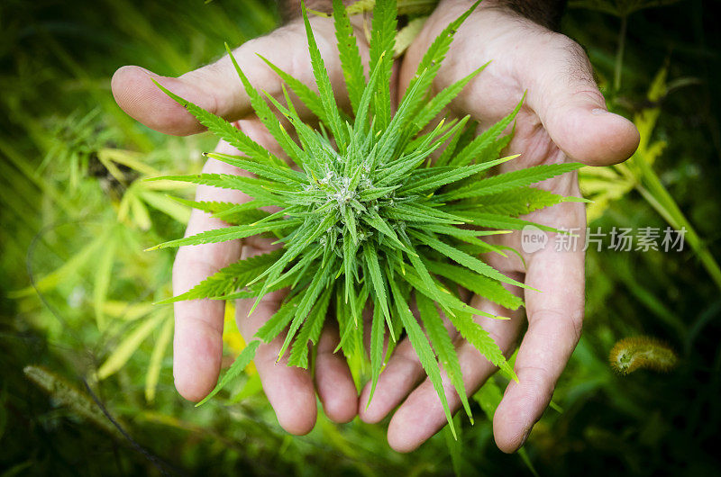 医用大麻芽在手