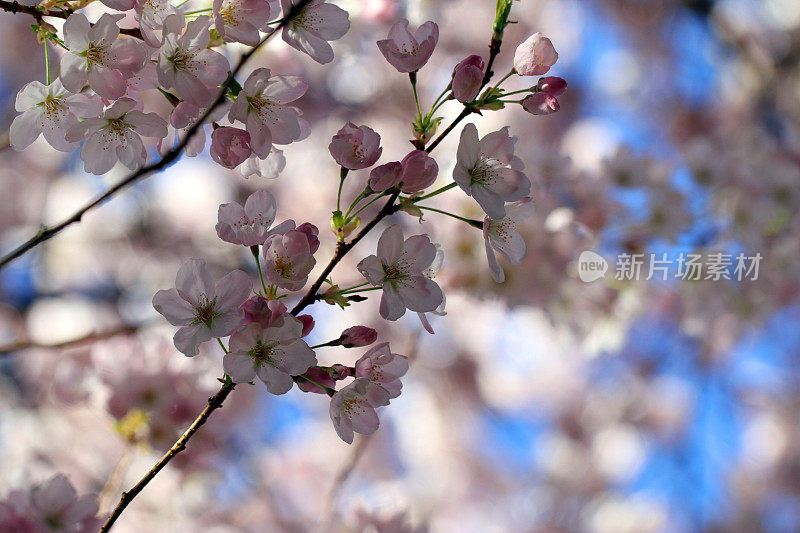 精致的苹果花