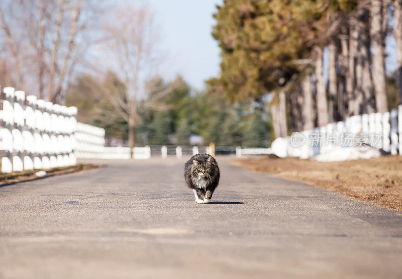 农场的猫走在车道上