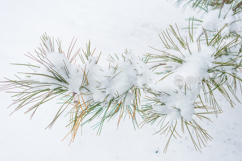 松树针带雪