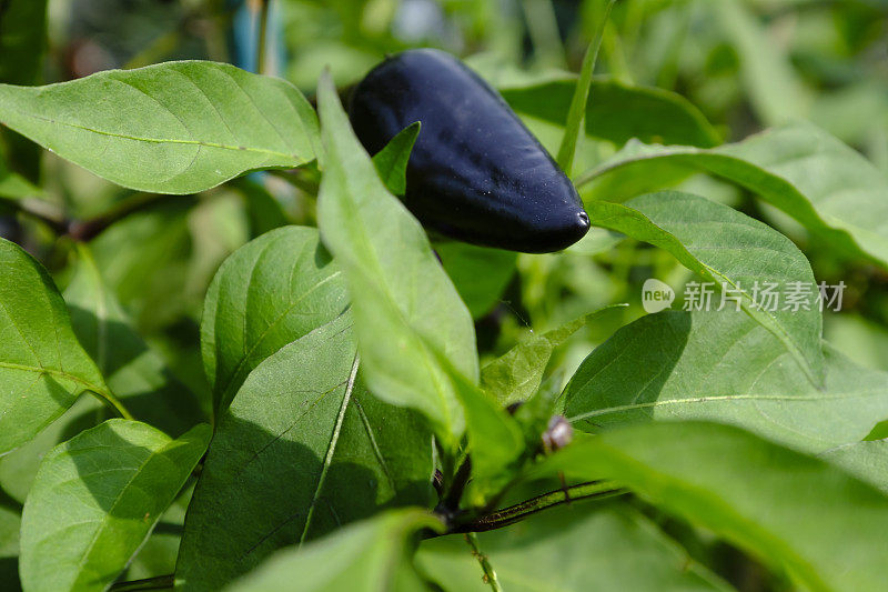 紫jalape?o辣椒在花园里的植物。