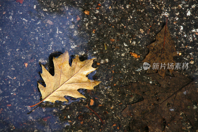 水坑里的橡树叶