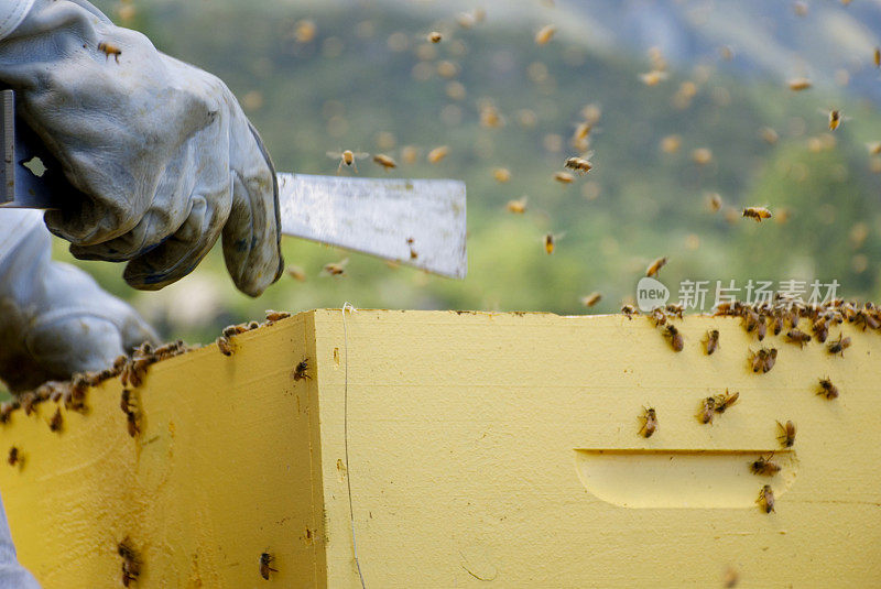养蜂人，蜂巢工具，蜂巢和蜜蜂