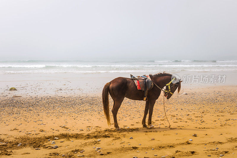 有鞍的马矗立在大西洋沿岸