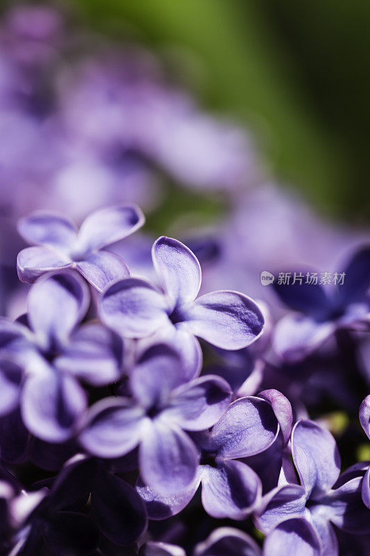 紫丁香(丁香)