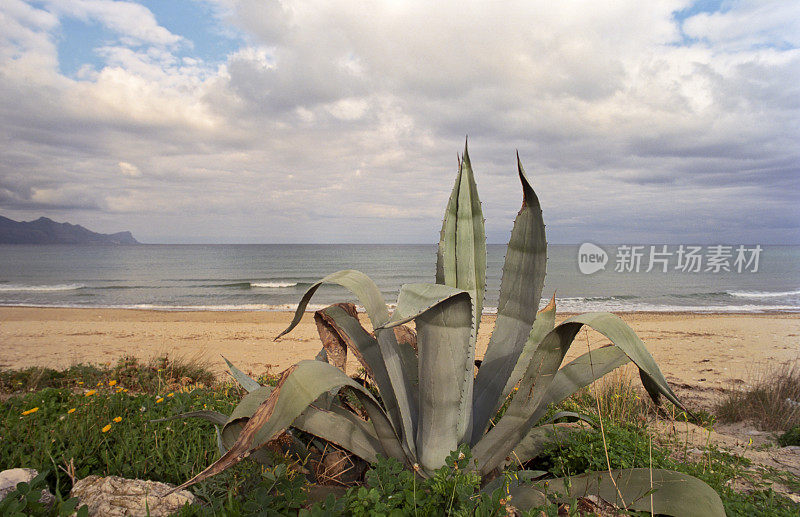 冬季西西里岛的大型龙舌兰植物