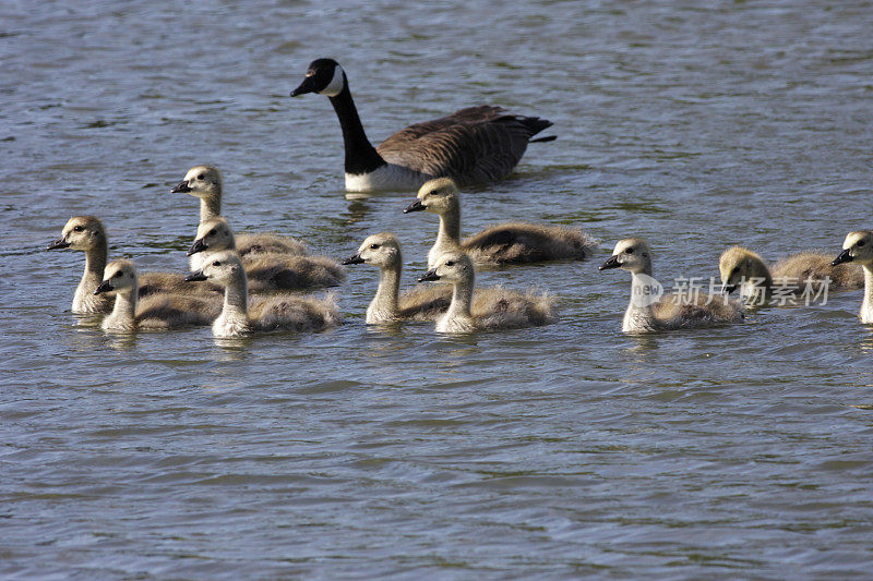 11只小鹅的家庭加拿大鹅游泳