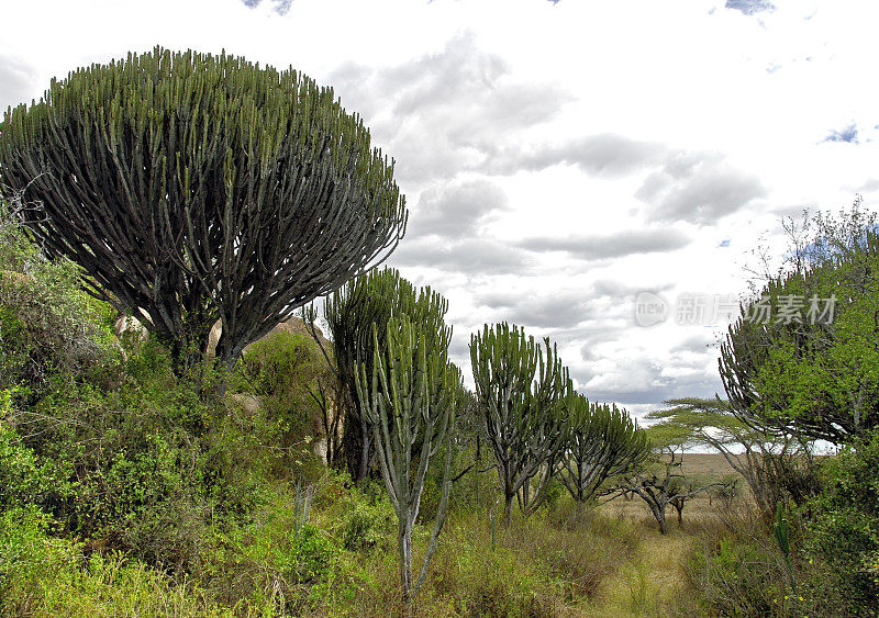 坦桑尼亚塞伦盖蒂国家公园的大戟科植物景观。