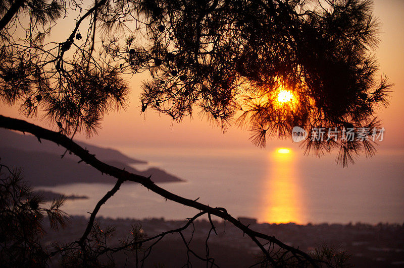 松树在夕阳海的背景上