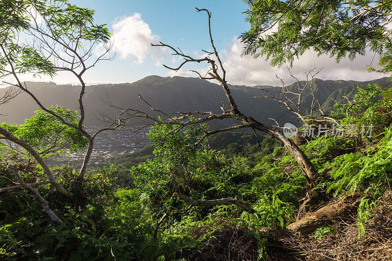 瓦胡岛的丛林山