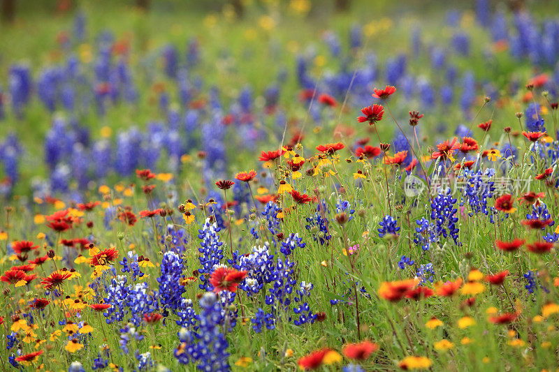 德克萨斯州的野花