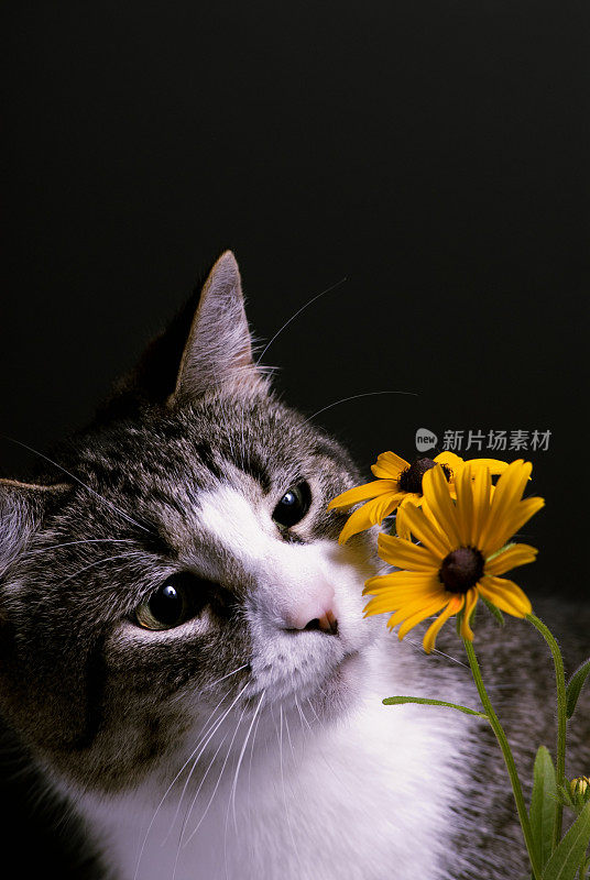 宠物猫检查花