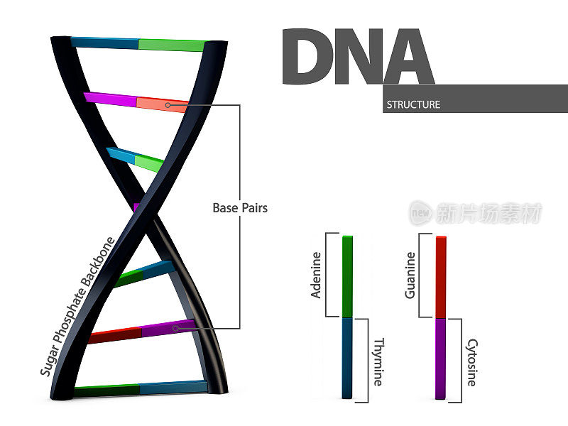 说明白色背景上DNA的化学结构