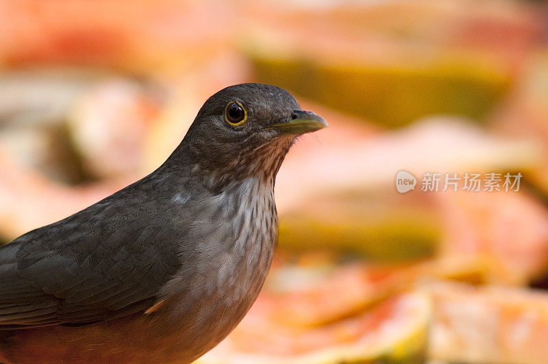 Rufous-bellied画眉