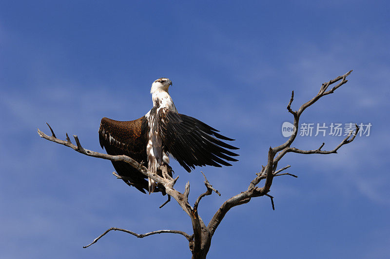 野生非洲鱼鹰栖息