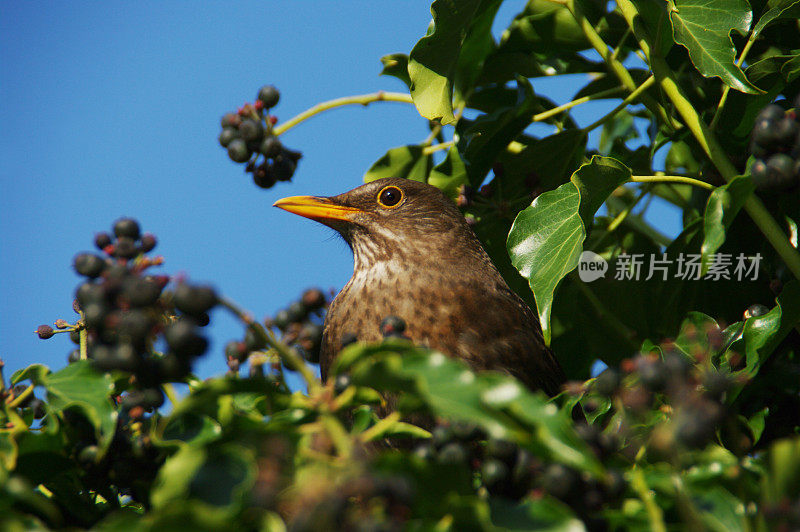 黑鸟坐在阳光下