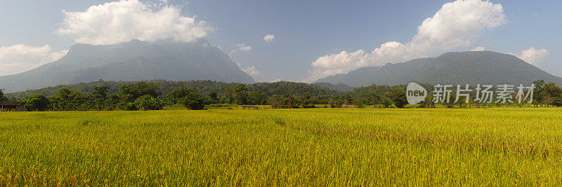 泰国北部的稻田。