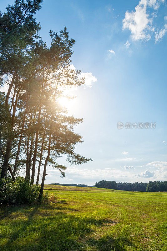 夏日，绿油油的草地上，松树后面的阳光