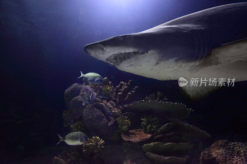 水族馆里的鲨鱼