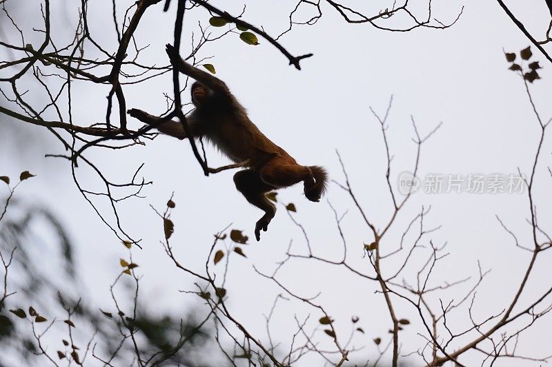 在树林里跳跃的猴子