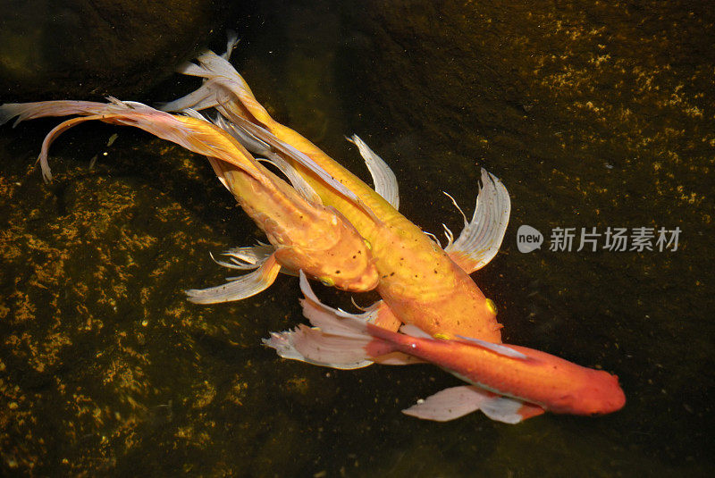 越南，观赏园池塘里的金鱼