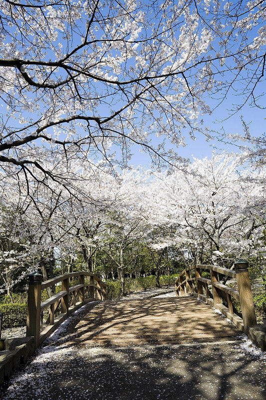 樱花树和日本桥